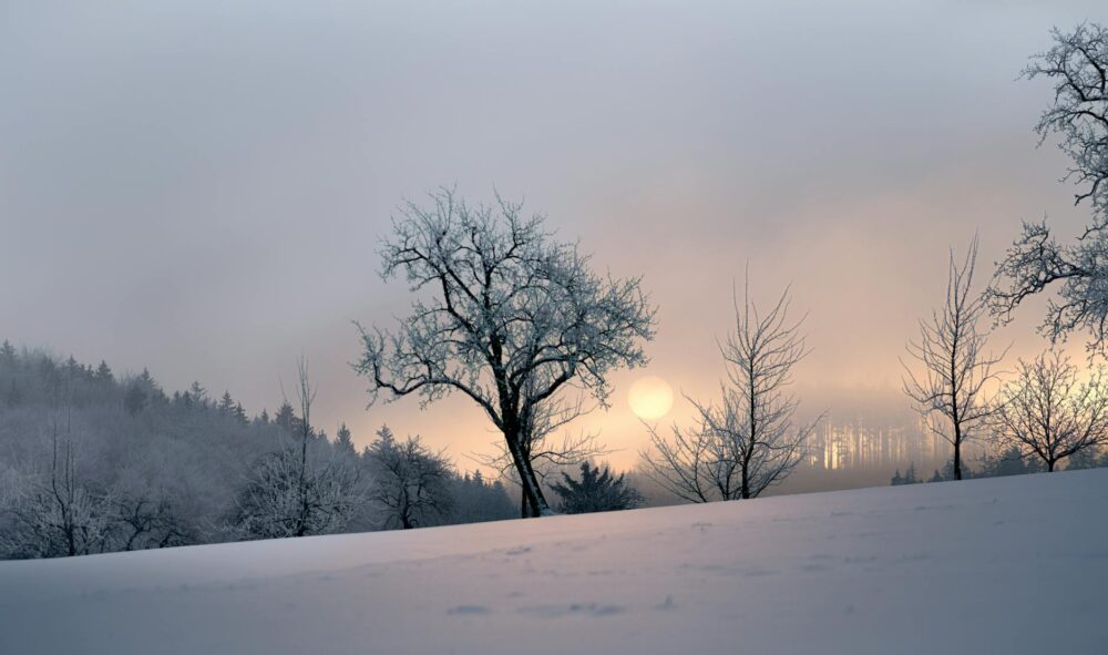photo of leafless trees