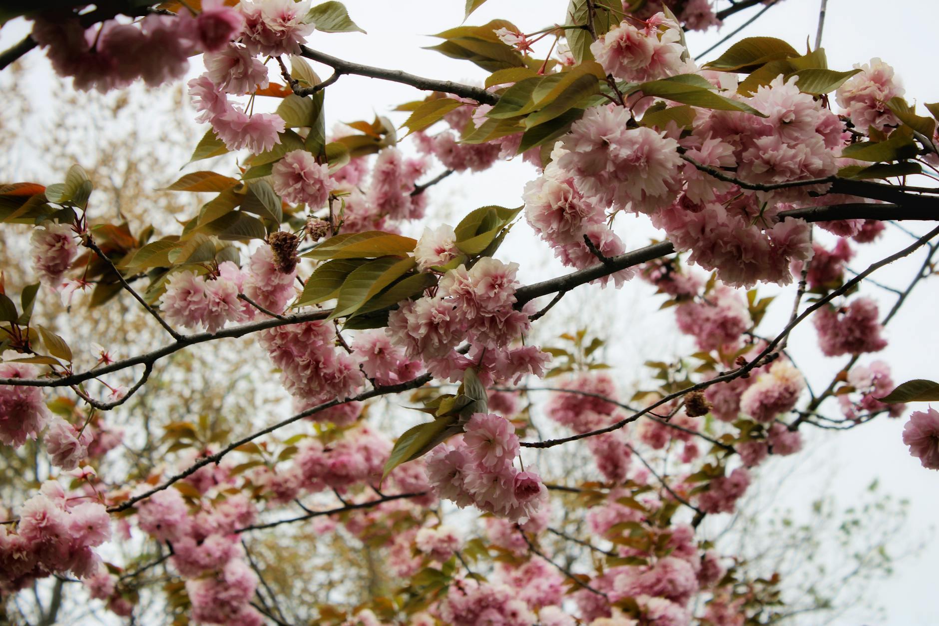 beautiful pink cherry blossoms in springtime