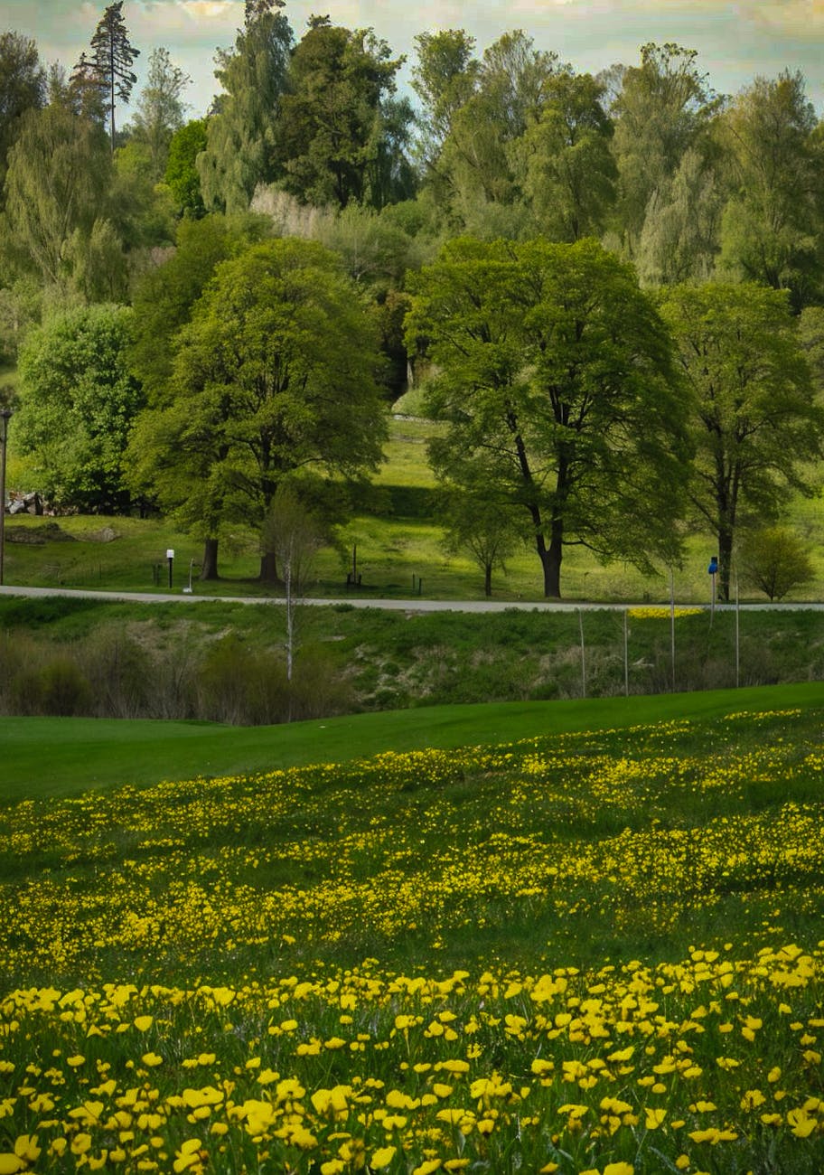 serene landscape with blooming dandelions in spring