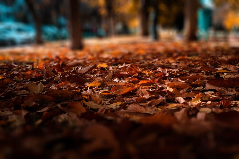 selective focus photography of brown leaves